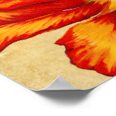 Parrot Tulip II Poster (Hoek)