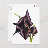 Parrot Tulip Post Card Briefkaart (Voorkant / Achterkant)