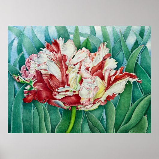Parrot Tulip Poster (Voorkant)