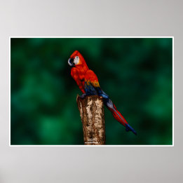 Parrot van Johannes Stötter Poster