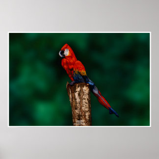 Parrot van Johannes Stötter Poster