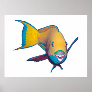 Parrotfish - Abstract Ontwerp - Knippen uit foto   Poster