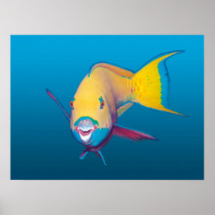 Parrotfish Close-up! Verloopblauwe achtergrond Poster