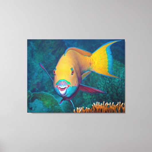 Parrotfish - Opvallende make-up! Kleurrijke foto | Canvas Afdruk (Voorkant)
