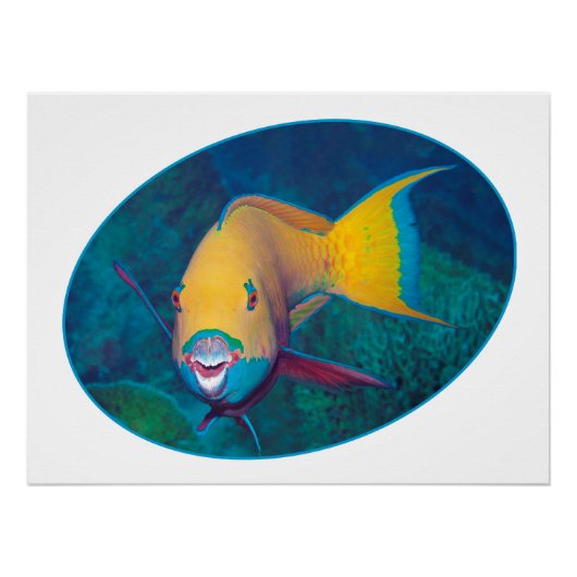 Parrotfish Underwaterphoto - Fotografisch ontwerp  Perfect Poster (Voorkant)