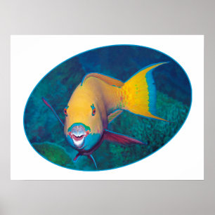 Parrotfish Underwaterphoto - Fotografisch ontwerp Poster