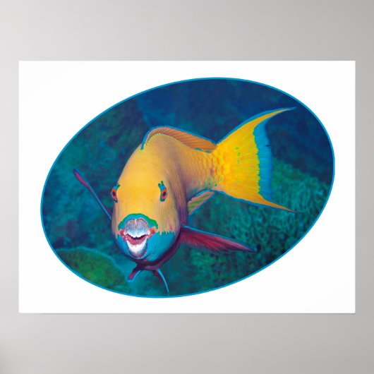 Parrotfish Underwaterphoto - Fotografisch ontwerp  Poster (Voorkant)