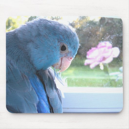 Parrotlet Blue Bird, communiqué met natuur mousepa Muismat (Voorkant)