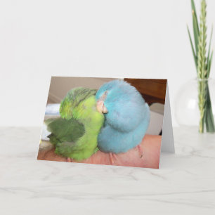Parrotlet houdt van vogels 'veilig in je armen'  kaart