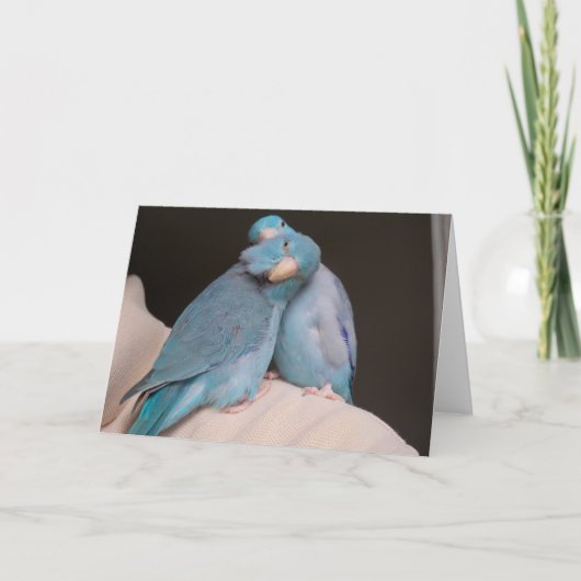 Parrotlet Pals Pacific Blue Birds Wenskaart Kaart (Voorkant)