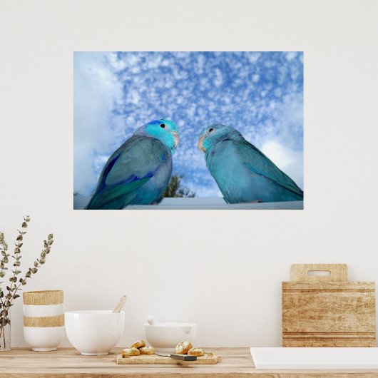 Parrotlets Pacific blue Parrotlet Bird Poster (Keuken)