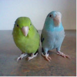 Parrotletsculptuur Staand Fotobeeldje<br><div class="desc">Een sculptuur van onze twee parrotlets,  Kiwi en Ocean.</div>