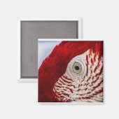 Parrotoog Magneet (Voorkant / Achterkant)