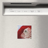 Parrotoog Magneet (Insitu (Vaatwasser))