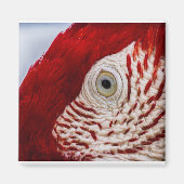 Parrotoog Magneet (Voorkant)