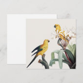 Parrots (Voorkant / Achterkant)