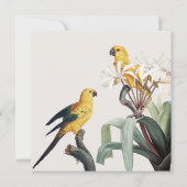 Parrots (Voorkant)