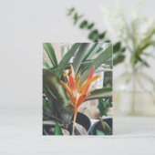 Parrot's Beak Heliconia Perennial Herb Briefkaart (Staand voorkant)