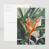 Parrot's Beak Heliconia Perennial Herb Briefkaart (Voorkant / Achterkant)