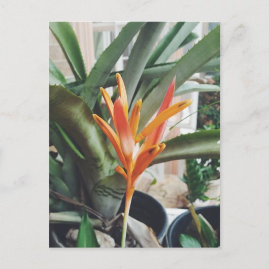 Parrot's Beak Heliconia Perennial Herb Briefkaart (Voorkant)