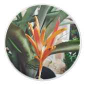 Parrot's Beak Heliconia Perennial Herb Keramische Knop (Voorkant)
