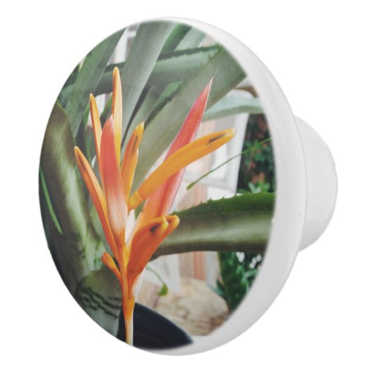 Parrot's Beak Heliconia Perennial Herb Keramische Knop (Rechts)