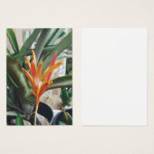 Parrots Beak Heliconia Perennial Herb Profile Card Visitekaartje (Voorkant /achterkant)
