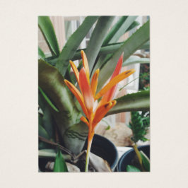 Parrots Beak Heliconia Perennial Herb Profile Card Visitekaartje