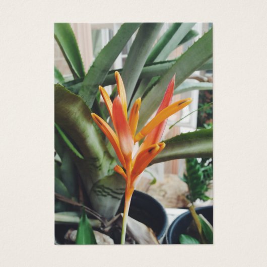 Parrots Beak Heliconia Perennial Herb Profile Card Visitekaartje (Voorkant)