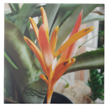 Parrot's Beak Heliconia Perennial Herb