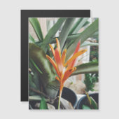 Parrots Beak Heliconia Perennial HerbMagnetic Card (Voorkant / Achterkant)