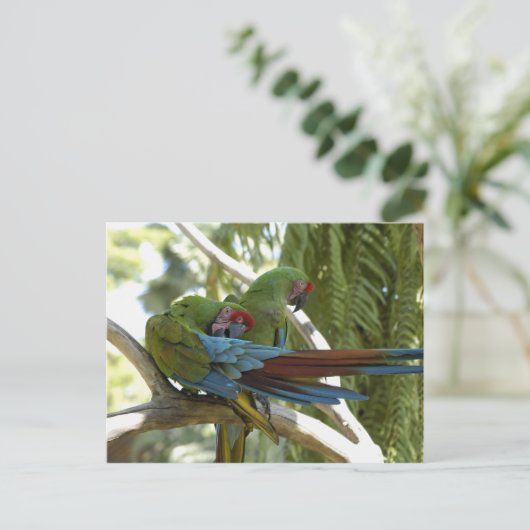 Parrots Briefkaart (Staand voorkant)