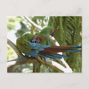 Parrots Briefkaart