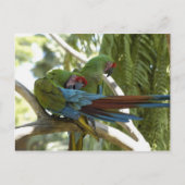 Parrots Briefkaart (Voorkant)