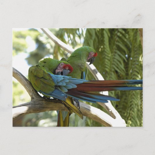 Parrots Briefkaart (Voorkant)