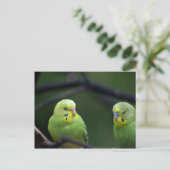 Parrots Briefkaart (Staand voorkant)
