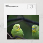 Parrots Briefkaart (Voorkant / Achterkant)