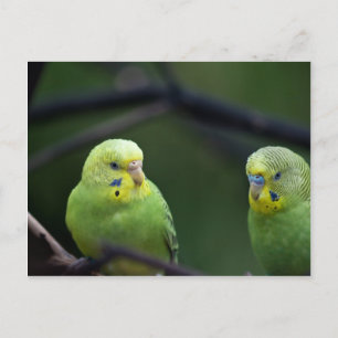 Parrots Briefkaart