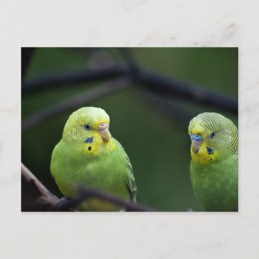 Parrots Briefkaart (Voorkant)