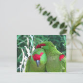 Parrots Briefkaart (Staand voorkant)