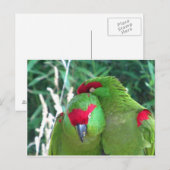 Parrots Briefkaart (Voorkant / Achterkant)