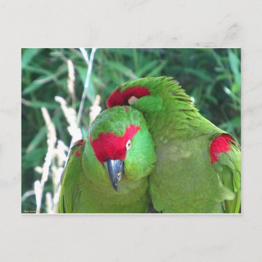 Parrots Briefkaart (Voorkant)