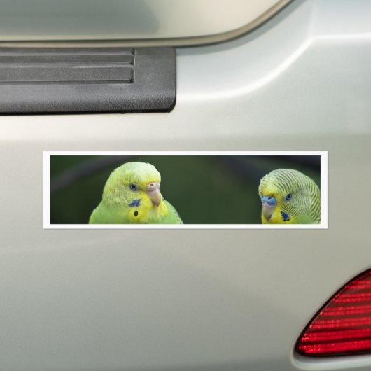 Parrots Bumpersticker (Op auto)