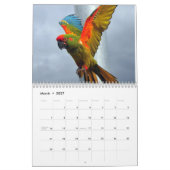 Parrots Calendar Kalender (Mar 2027)