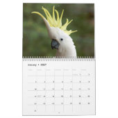 Parrots Calendar Kalender (Jan 2027)