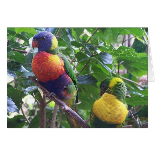 Parrots Card (Voorkant Horizontaal)