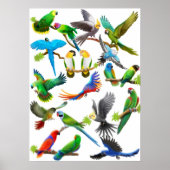 Parrots Galore Poster (Voorkant)