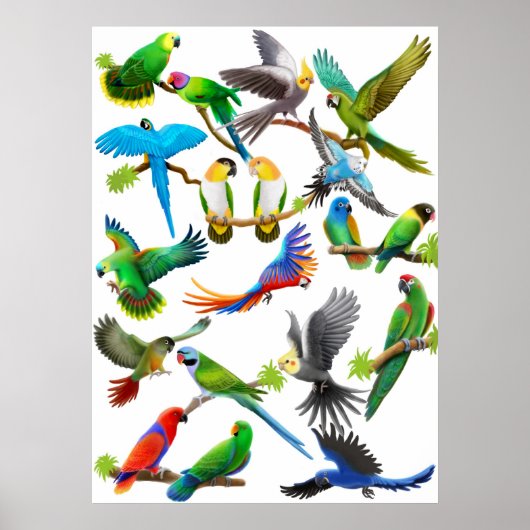 Parrots Galore Poster (Voorkant)