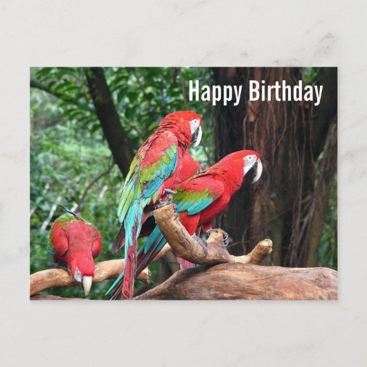 Parrots Happy Birthday-kaart Briefkaart (Voorkant)