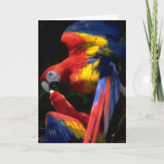 Parrots in Love Kaart (Voorkant)
